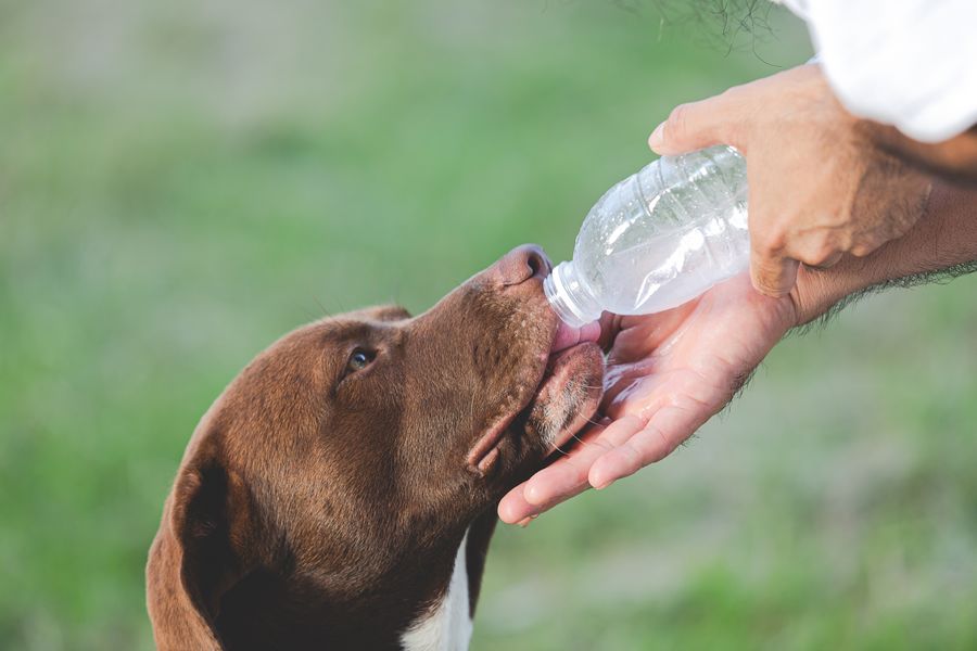 Como proteger meu pet do calor excessivo