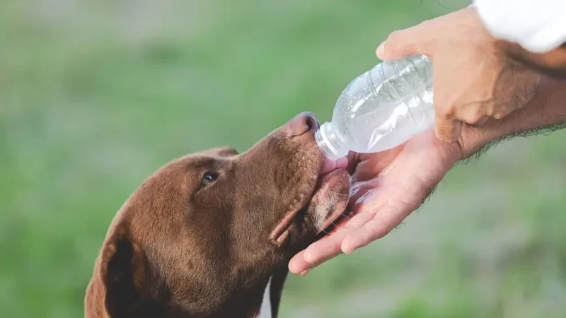 Como proteger meu pet do calor