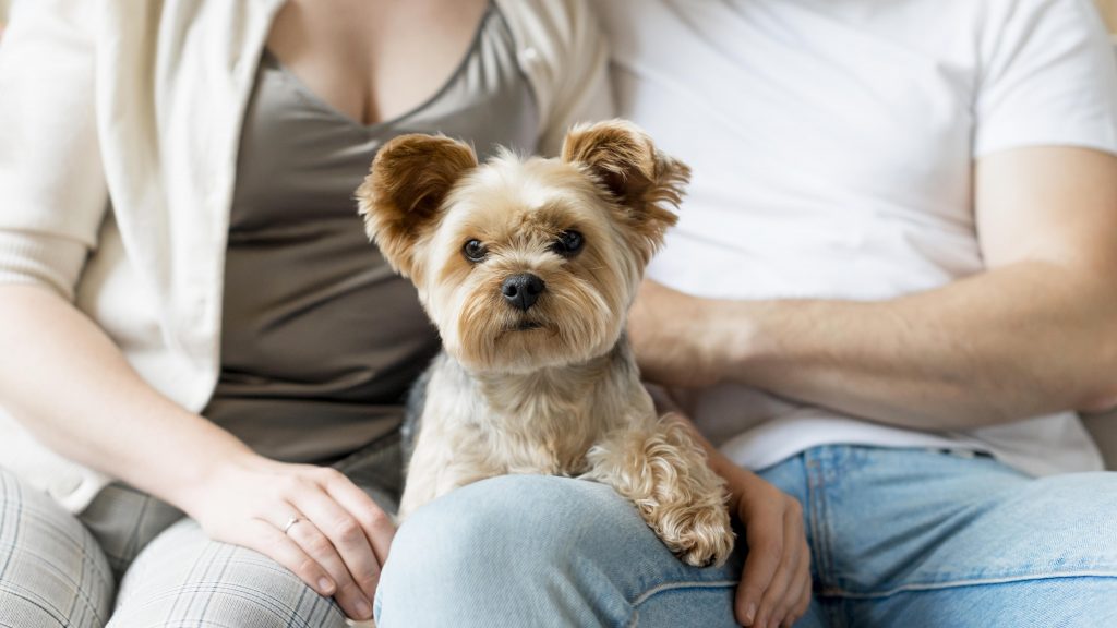 Cachorros entendem os seus donos