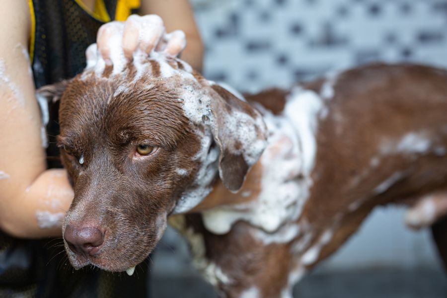 Faz mal dar banho no pet em dias de muito frio?