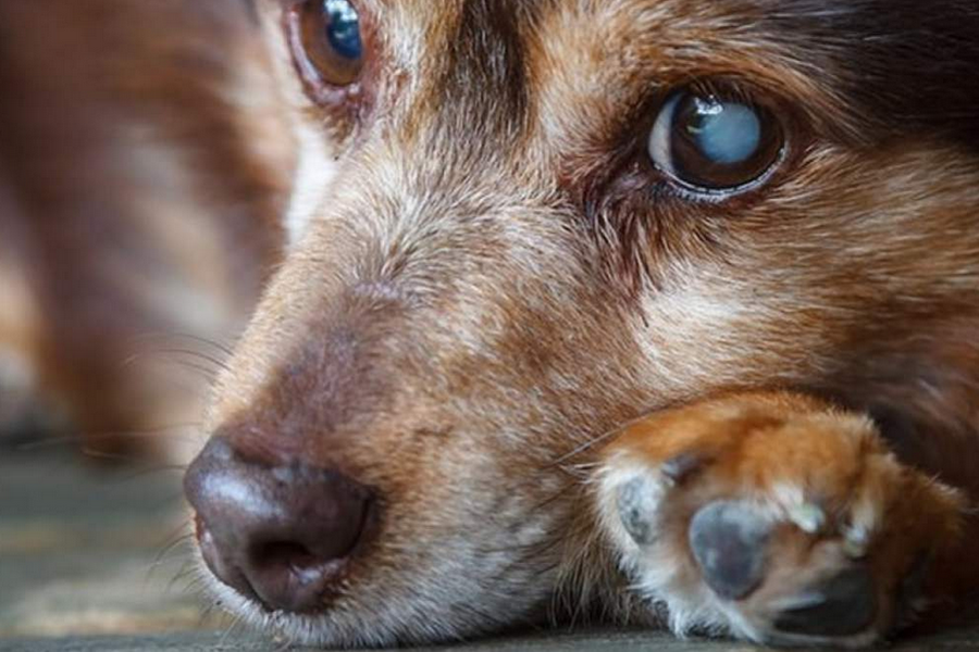 Catarata é uma das doenças mais comuns em cães idosos