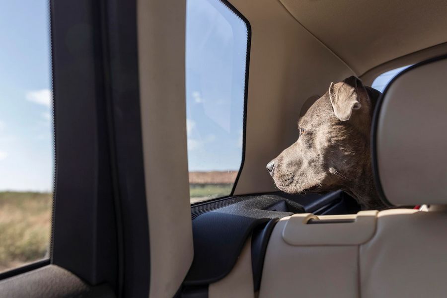 Como viajar de carro com pets