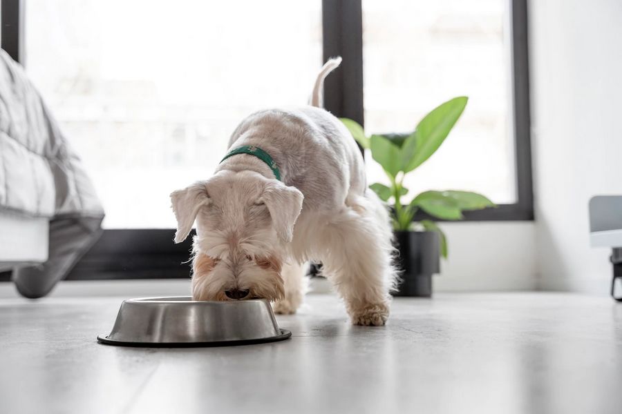 A importância da ração na nutrição do pet