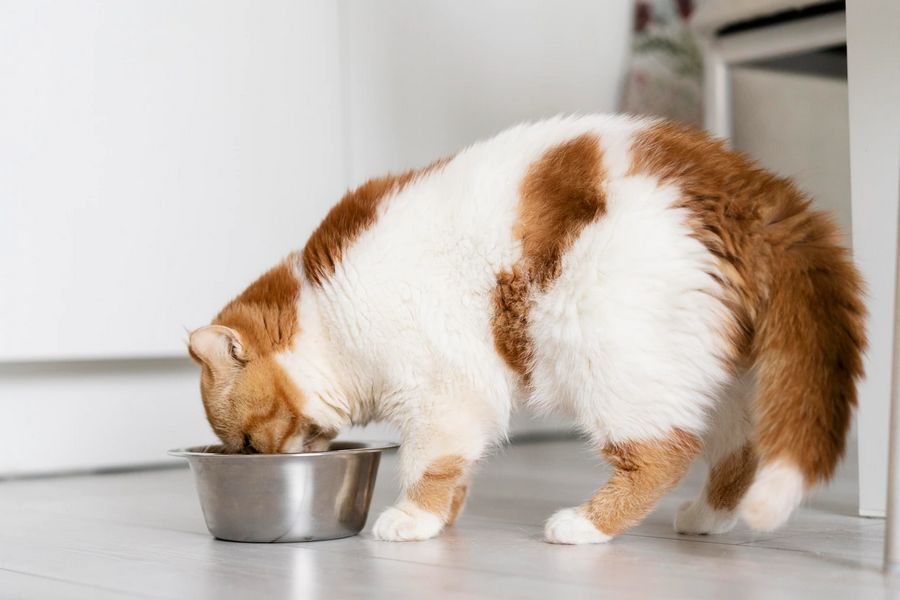 Os felinos precisam de cuidados com a saúde de gatos para que eles tenham uma vida longa e feliz.