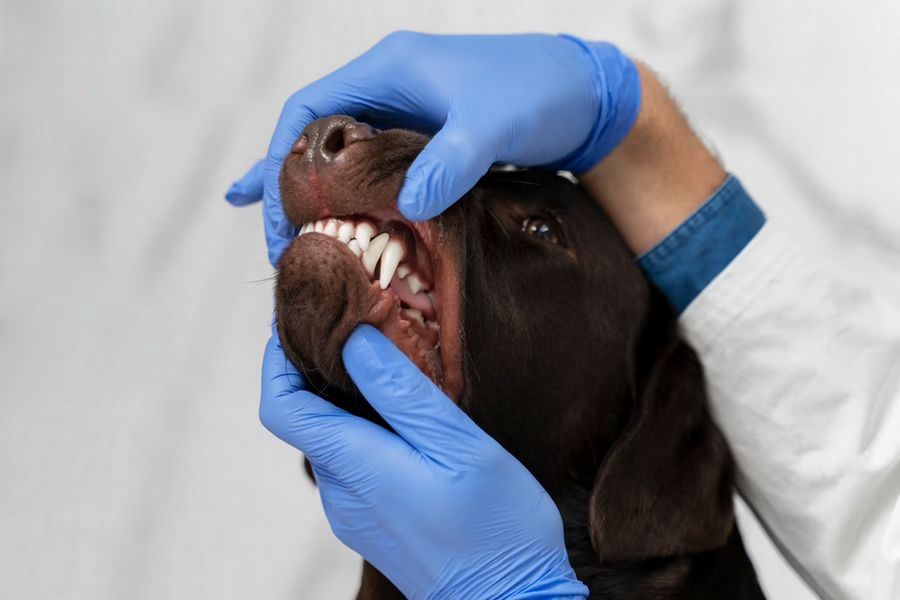 Por que devemos escovar os dentes dos cães?